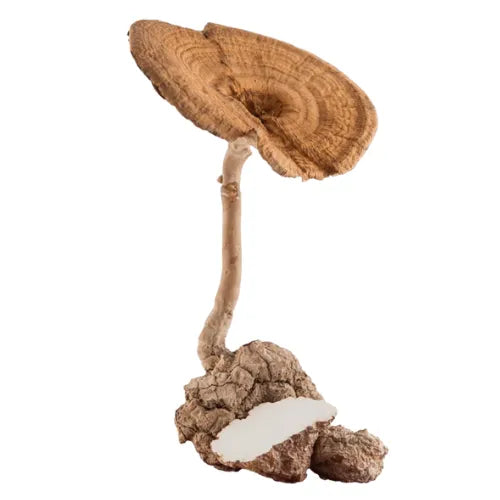 tiger_mushroom